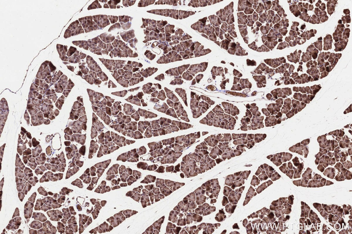 Immunohistochemical analysis of paraffin-embedded mouse pancreas tissue slide using KHC3233 (NDUFA6 IHC Kit).