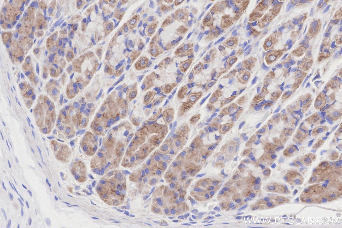 Immunohistochemical analysis of paraffin-embedded rat stomach tissue slide using KHC3193 (NDUFB7 IHC Kit). Immunohistochemical analysis of paraffin-embedded rat stomach tissue slide using KHC3193 (NDUFB7 IHC Kit).