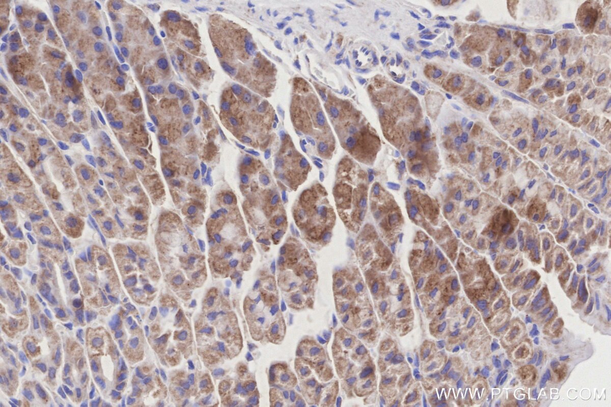 Immunohistochemical analysis of paraffin-embedded mouse stomach tissue slide using KHC3193 (NDUFB7 IHC Kit). Immunohistochemical analysis of paraffin-embedded mouse stomach tissue slide using KHC3193 (NDUFB7 IHC Kit).