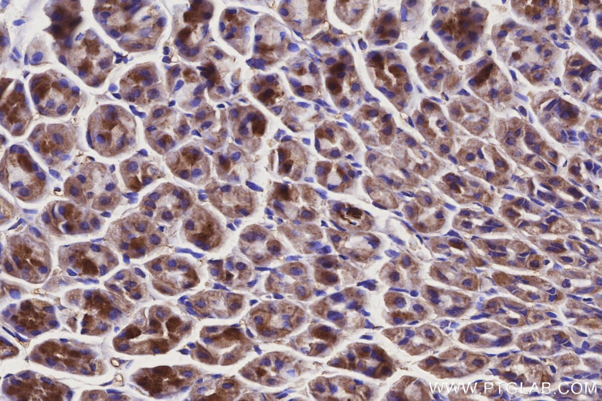 Immunohistochemical analysis of paraffin-embedded mouse stomach tissue slide using KHC3150 (NDUFS6 IHC Kit).