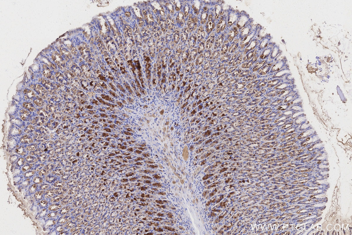 Immunohistochemical analysis of paraffin-embedded rat stomach tissue slide using KHC3150 (NDUFS6 IHC Kit).