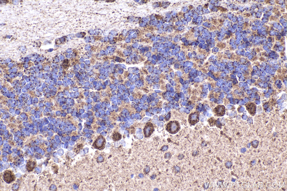 Immunohistochemical analysis of paraffin-embedded mouse cerebellum tissue slide using KHC2329 (NDUFV3 IHC Kit).