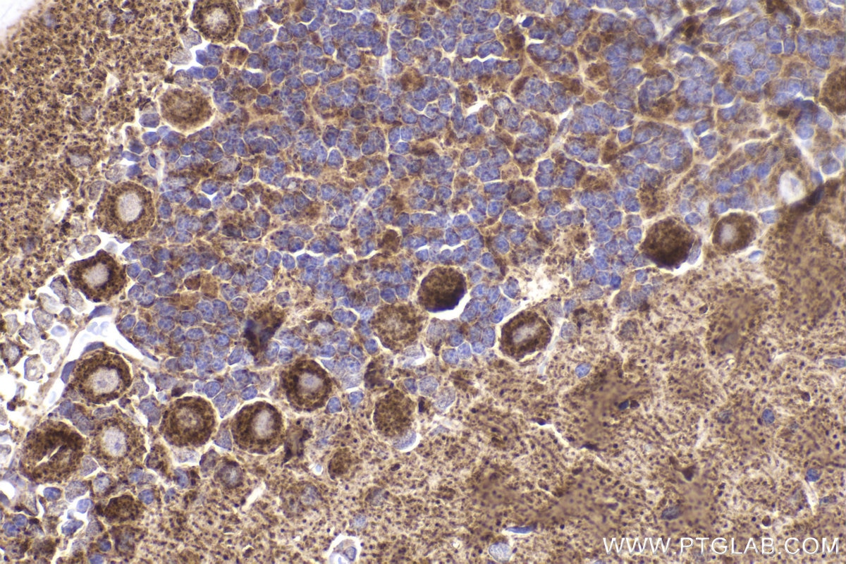 Immunohistochemical analysis of paraffin-embedded rat cerebellum tissue slide using KHC2329 (NDUFV3 IHC Kit).
