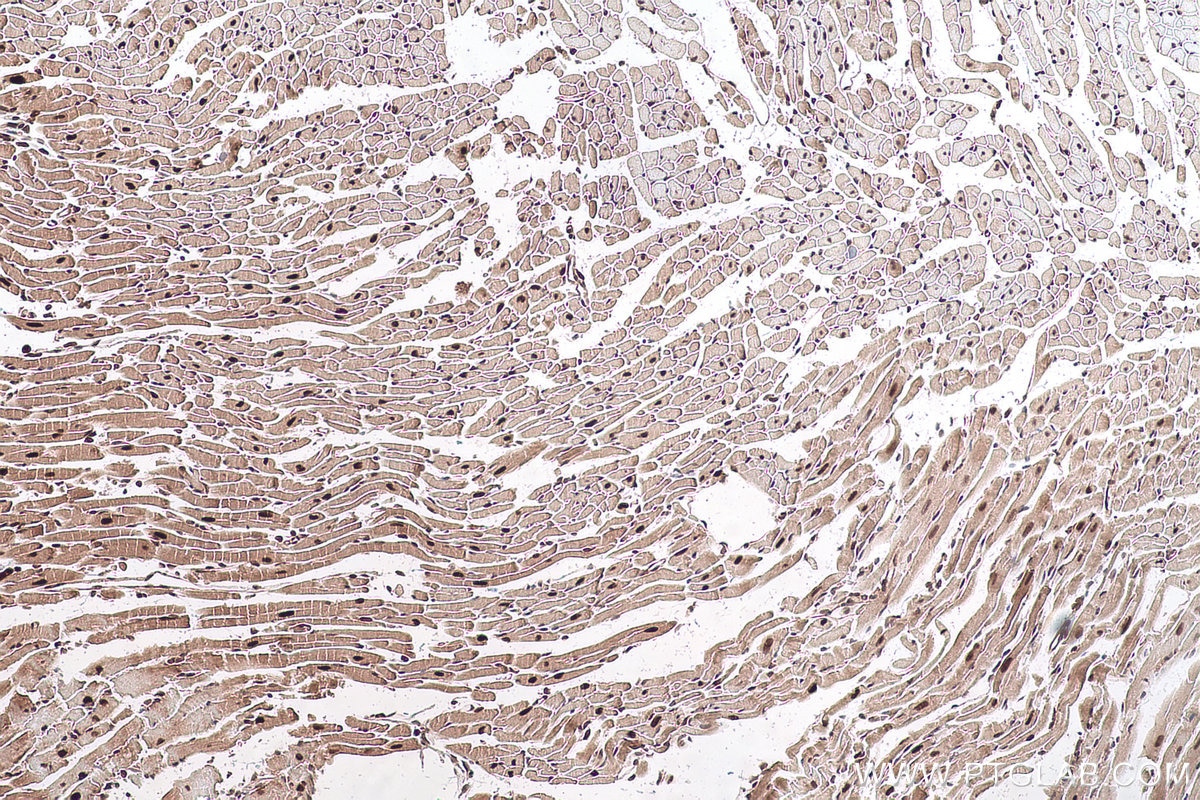 Immunohistochemical analysis of paraffin-embedded mouse heart tissue slide using KHC0901 (NEDD8 IHC Kit).