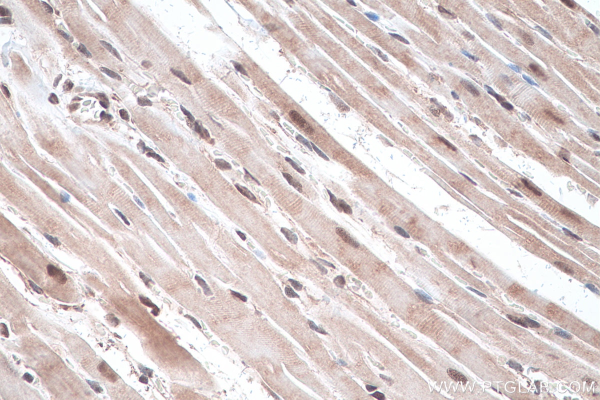 Immunohistochemical analysis of paraffin-embedded rat heart tissue slide using KHC0901 (NEDD8 IHC Kit).