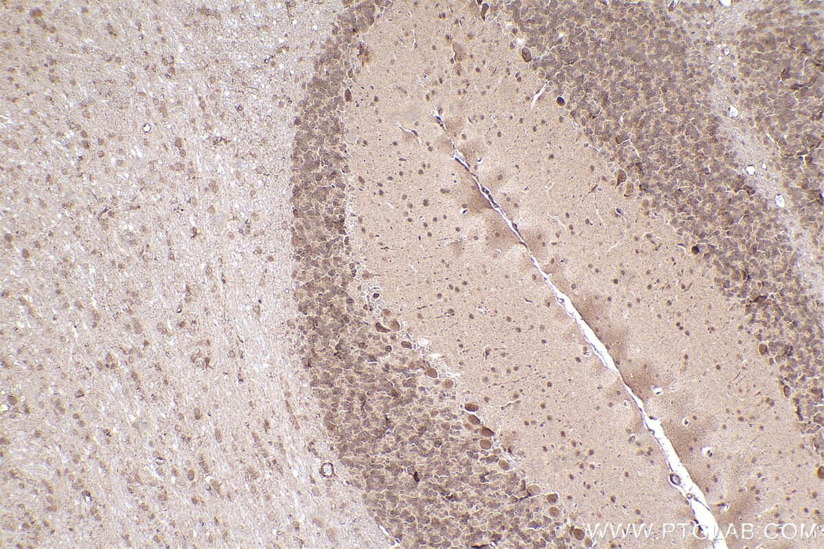 Immunohistochemical analysis of paraffin-embedded rat cerebellum tissue slide using KHC2308 (NEK4 IHC Kit).
