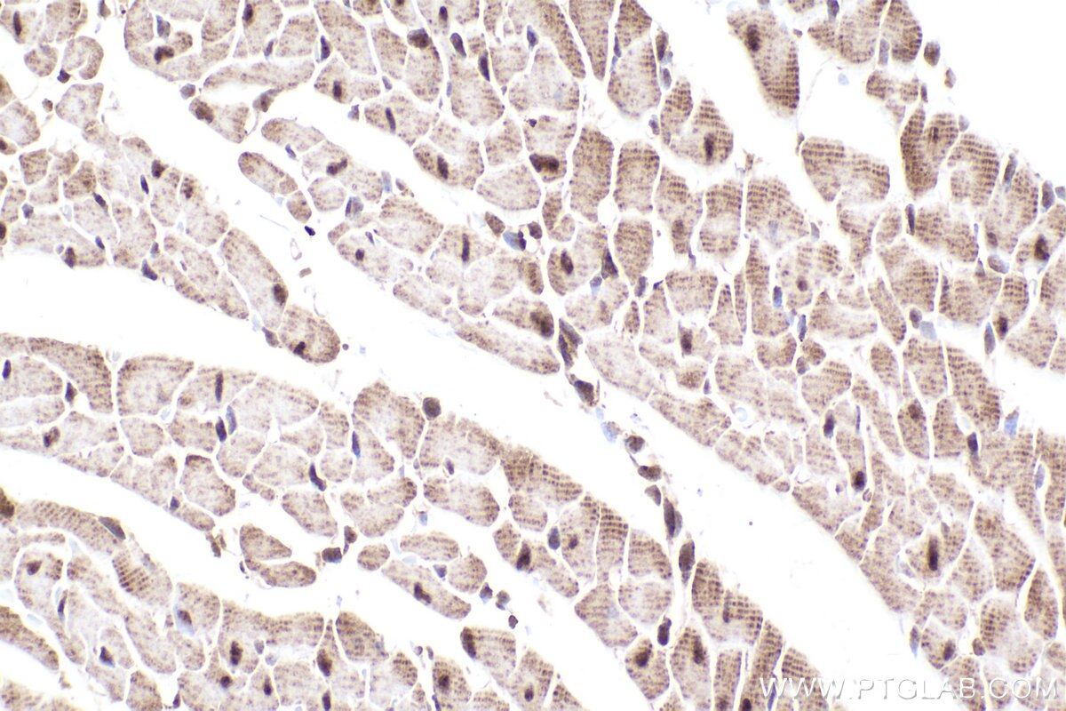 Immunohistochemical analysis of paraffin-embedded rat heart tissue slide using KHC2308 (NEK4 IHC Kit).