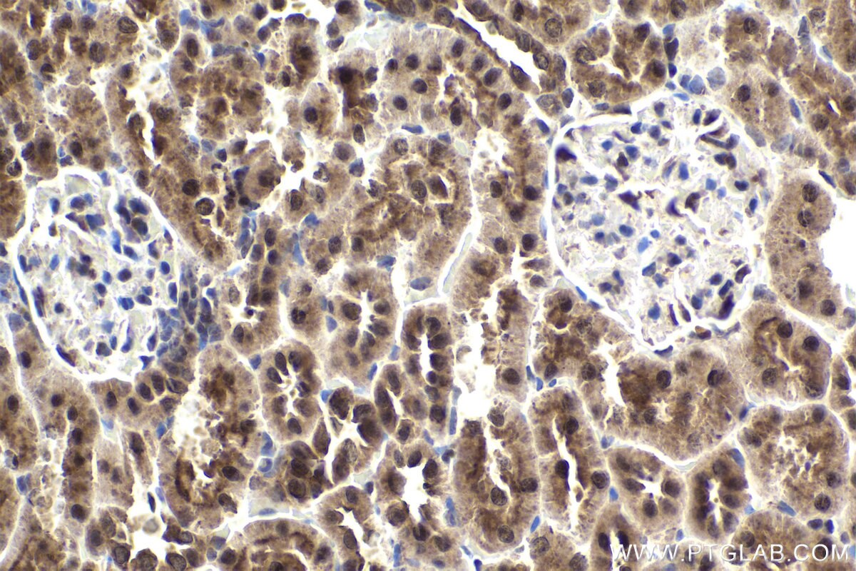 Immunohistochemical analysis of paraffin-embedded rat kidney tissue slide using KHC1945 (NEK6 IHC Kit).