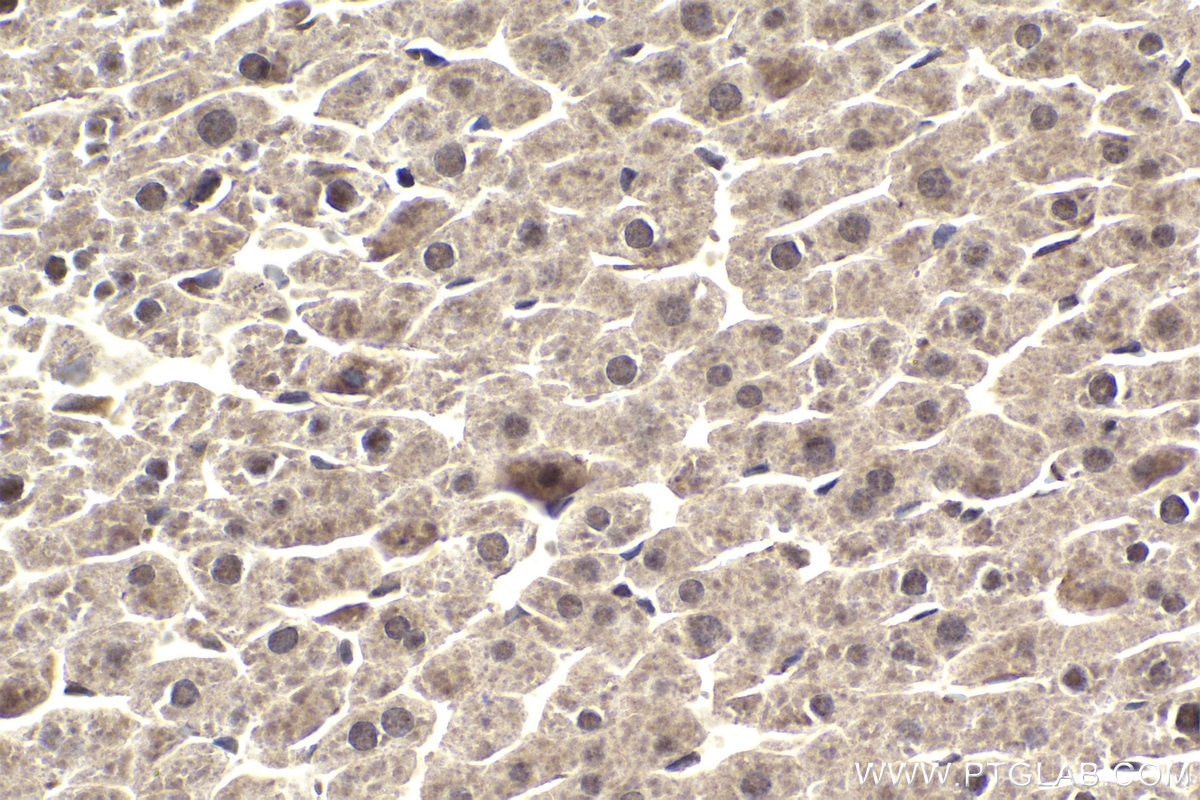 Immunohistochemical analysis of paraffin-embedded rat liver tissue slide using KHC1945 (NEK6 IHC Kit).