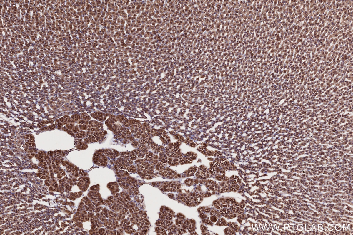 Immunohistochemical analysis of paraffin-embedded rat adrenal gland tissue slide using KHC2716 (NEK9 IHC Kit).