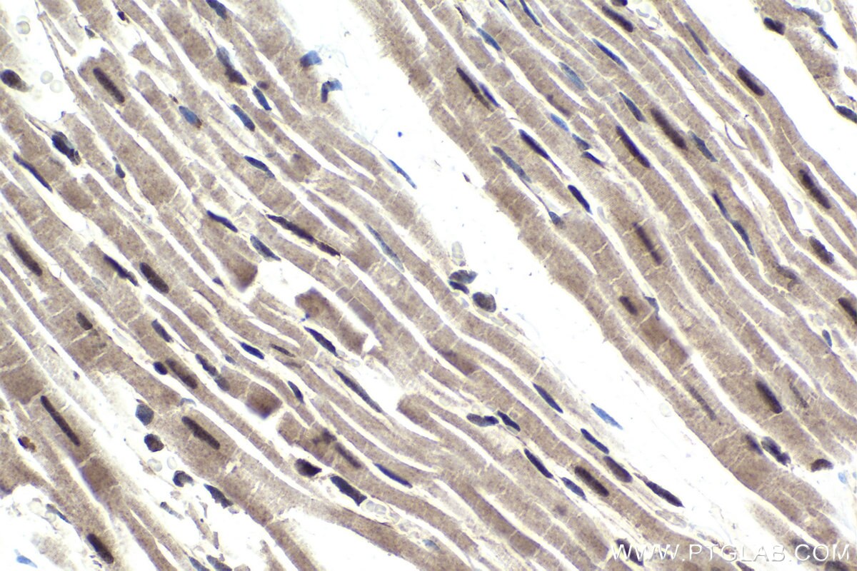 Immunohistochemical analysis of paraffin-embedded rat heart tissue slide using KHC1845 (NELFB IHC Kit).