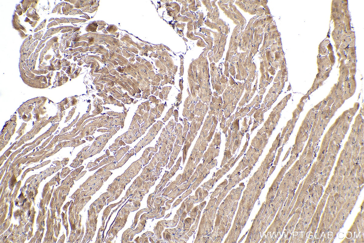 Immunohistochemical analysis of paraffin-embedded mouse heart tissue slide using KHC0897 (NENF IHC Kit).