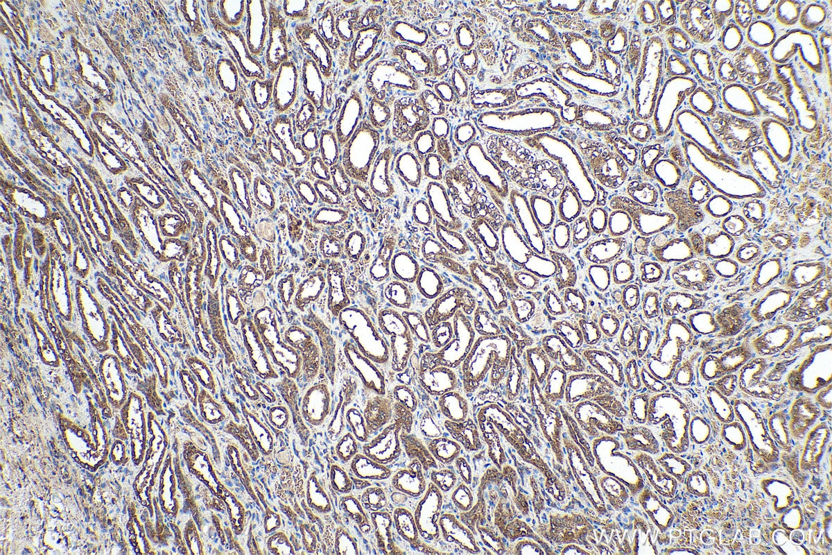 Immunohistochemical analysis of paraffin-embedded human kidney tissue slide using KHC0897 (NENF IHC Kit).