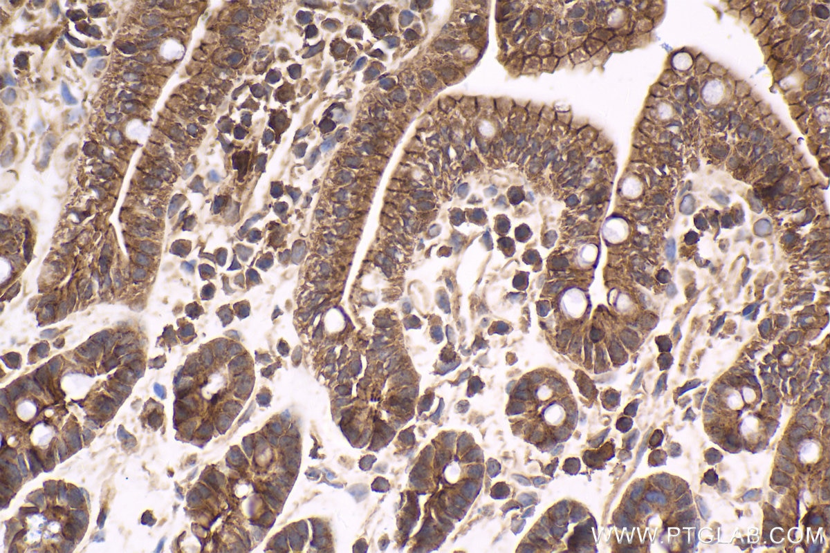 Immunohistochemical analysis of paraffin-embedded mouse small intestine tissue slide using KHC1582 (NF2 IHC Kit).