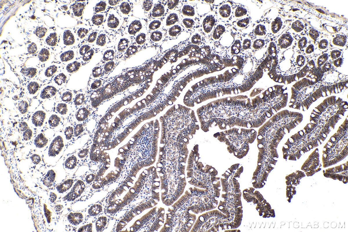 Immunohistochemical analysis of paraffin-embedded rat small intestine tissue slide using KHC1740 (NFATC4 IHC Kit).