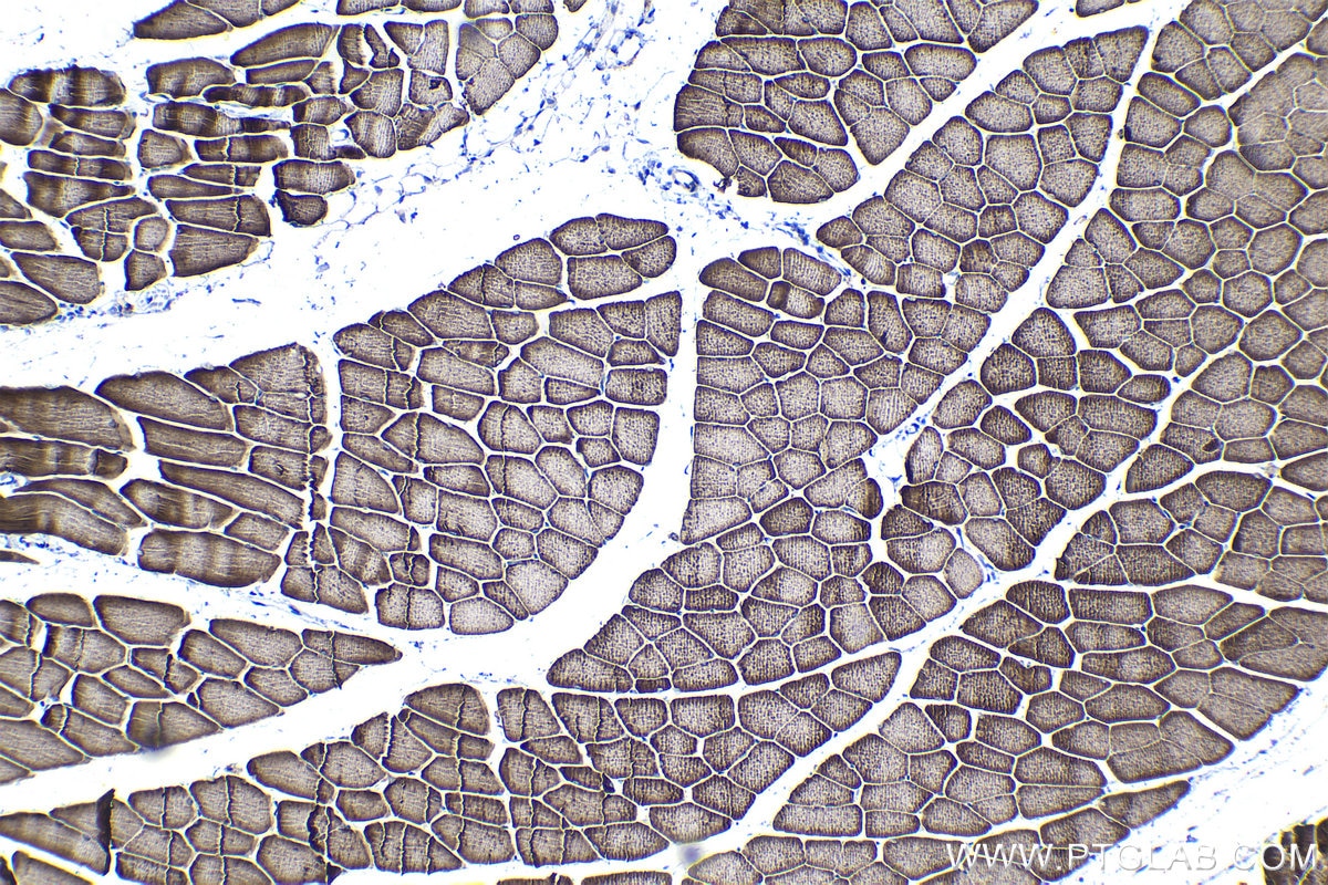Immunohistochemical analysis of paraffin-embedded mouse skeletal muscle tissue slide using KHC1065 (NFE2L2/NRF2 IHC Kit).