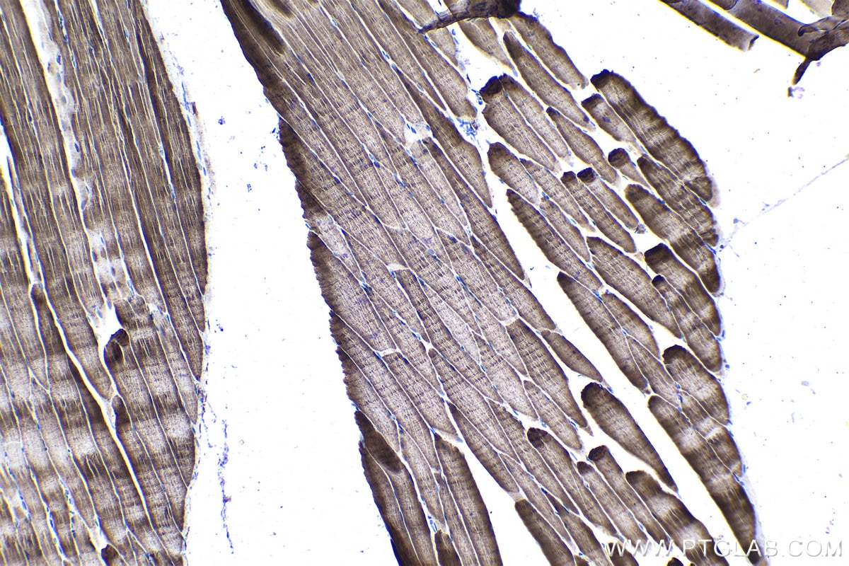 Immunohistochemical analysis of paraffin-embedded rat skeletal muscle tissue slide using KHC1065 (NFE2L2/NRF2 IHC Kit).