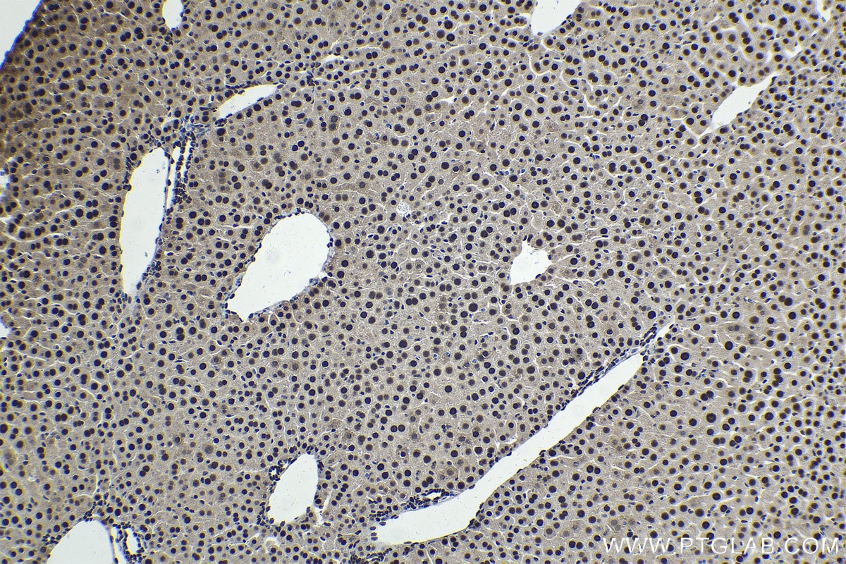 Immunohistochemical analysis of paraffin-embedded mouse liver tissue slide using KHC1693 (NFIA IHC Kit).