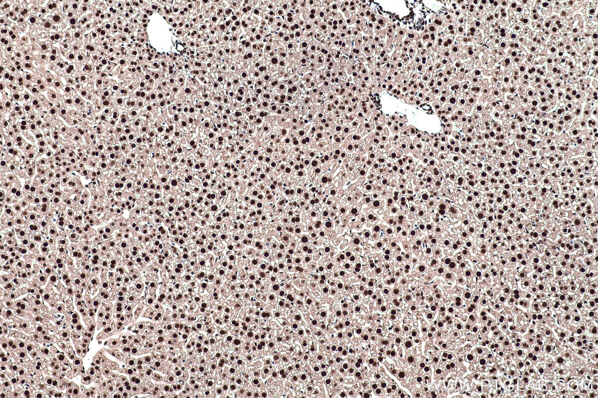 Immunohistochemical analysis of paraffin-embedded mouse liver tissue slide using KHC0441 (NFIC IHC Kit).