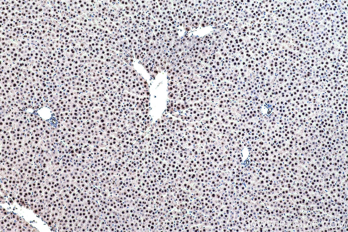 Immunohistochemical analysis of paraffin-embedded rat liver tissue slide using KHC0441 (NFIC IHC Kit).