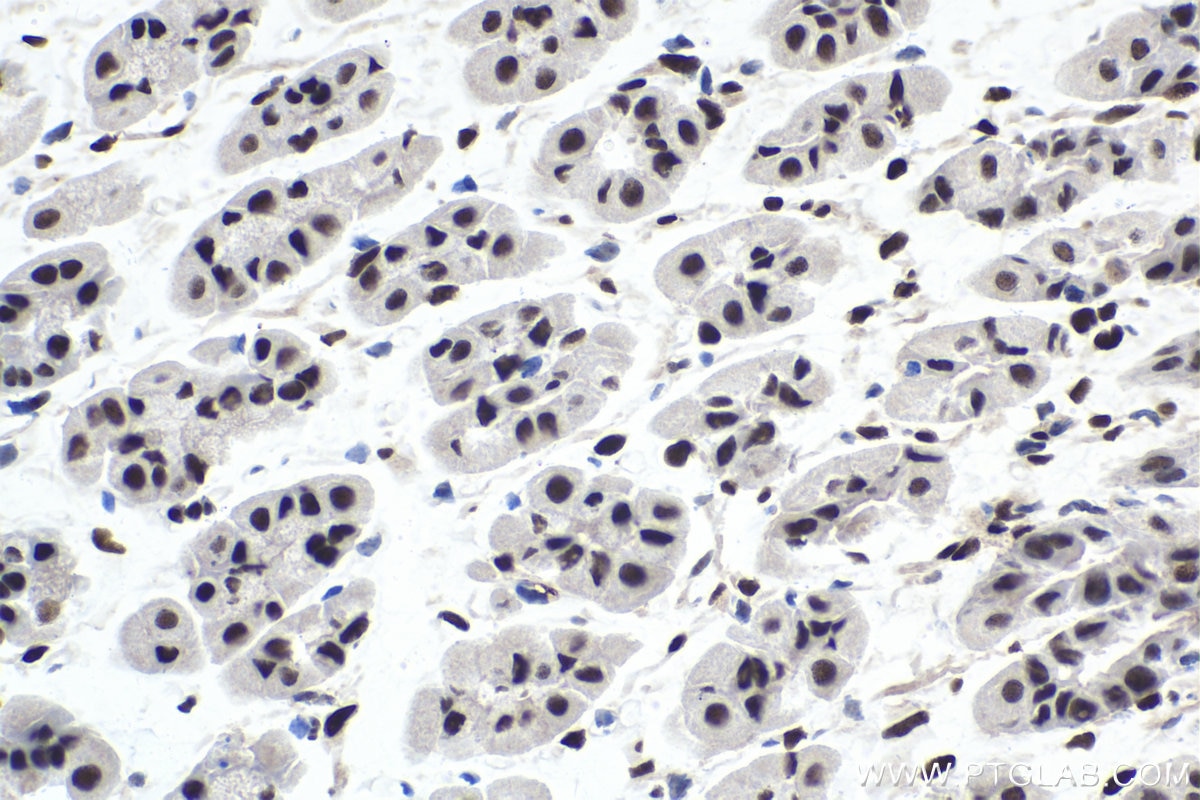 Immunohistochemical analysis of paraffin-embedded mouse stomach tissue slide using KHC1741 (NFIX IHC Kit).