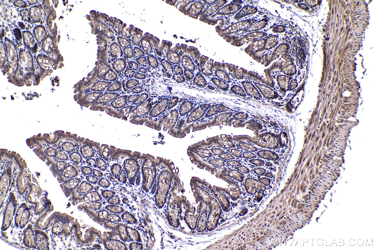 Immunohistochemical analysis of paraffin-embedded mouse colon tissue slide using KHC1368 (NFKBIA IHC Kit).