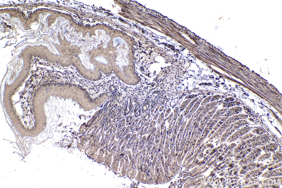 Immunohistochemical analysis of paraffin-embedded mouse stomach tissue slide using KHC1368 (NFKBIA IHC Kit).