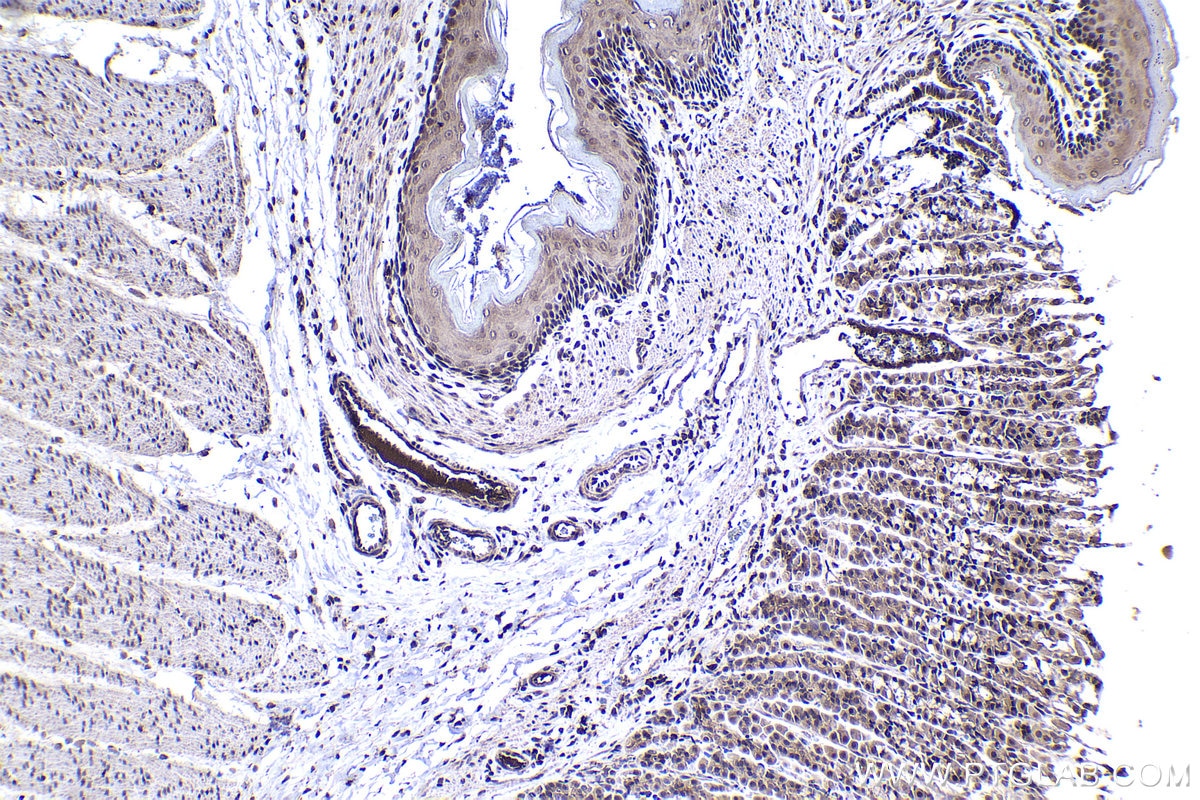 Immunohistochemical analysis of paraffin-embedded rat stomach tissue slide using KHC1368 (NFKBIA IHC Kit).
