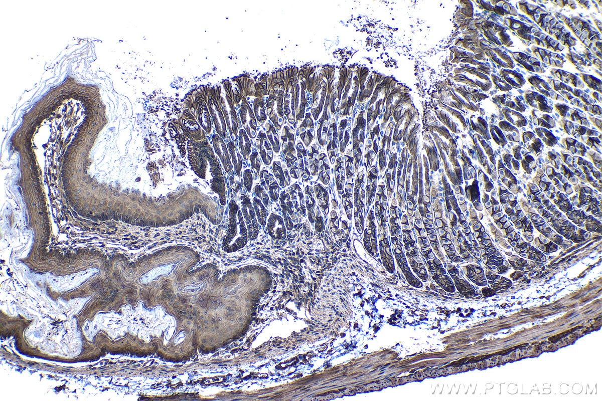 Immunohistochemical analysis of paraffin-embedded mouse stomach tissue slide using KHC1288 (NHE1/SLC9A1 IHC Kit).