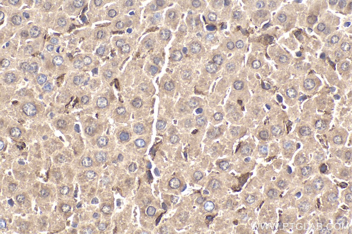 Immunohistochemical analysis of paraffin-embedded mouse liver tissue slide using KHC1919 (NIF3L1 IHC Kit).