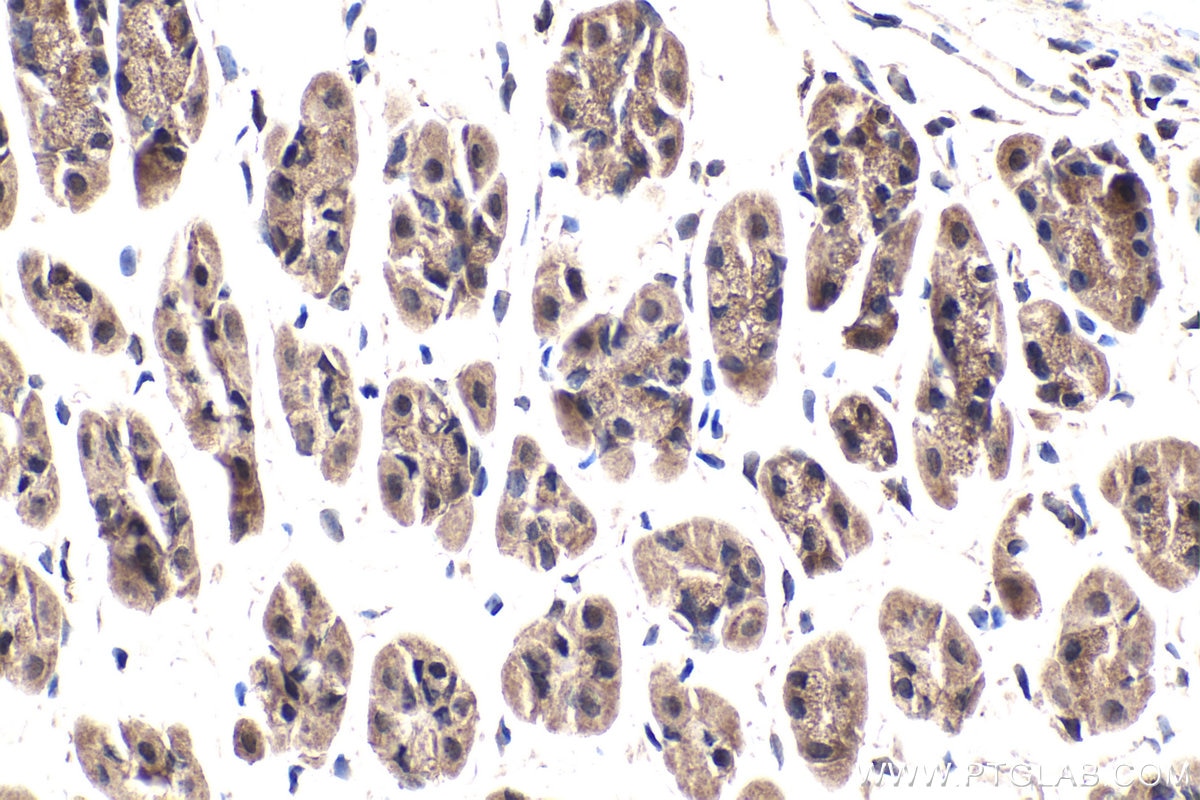 Immunohistochemical analysis of paraffin-embedded mouse stomach tissue slide using KHC1919 (NIF3L1 IHC Kit).
