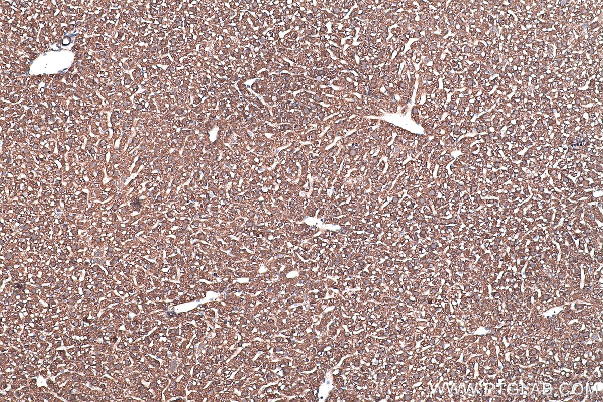 Immunohistochemical analysis of paraffin-embedded mouse liver tissue slide using KHC0442 (NME1 IHC Kit).