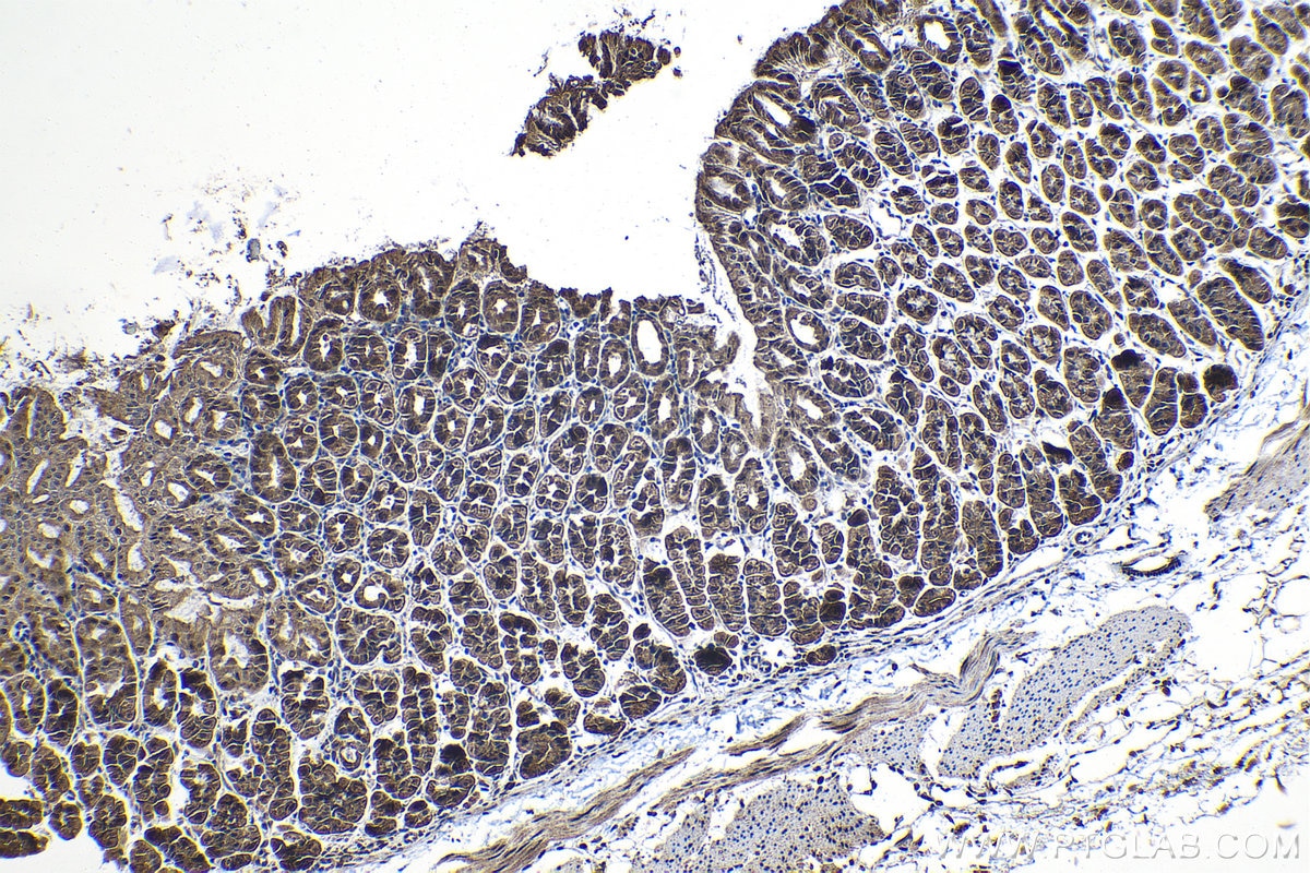 Immunohistochemical analysis of paraffin-embedded mouse stomach tissue slide using KHC1257 (NMRAL1 IHC Kit).