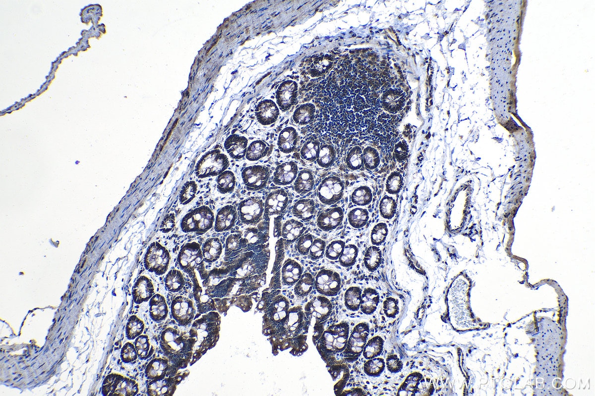 Immunohistochemical analysis of paraffin-embedded rat colon tissue slide using KHC1257 (NMRAL1 IHC Kit).