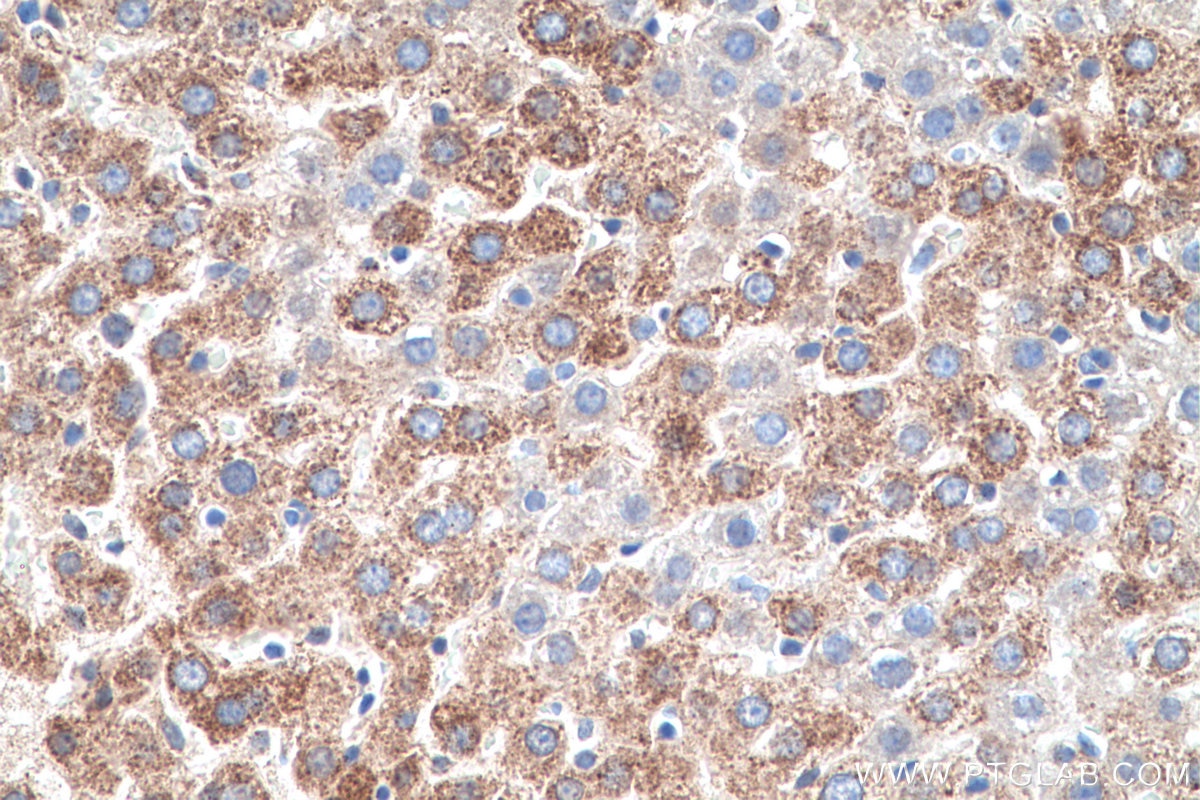 Immunohistochemical analysis of paraffin-embedded rat liver tissue slide using KHC0645 (NNT IHC Kit).
