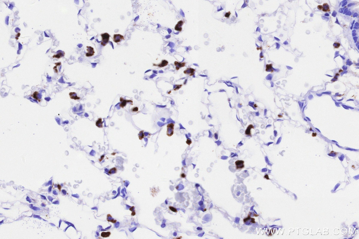 Immunohistochemical analysis of paraffin-embedded rat lung tissue slide using KHC3237 (NPC2 IHC Kit).