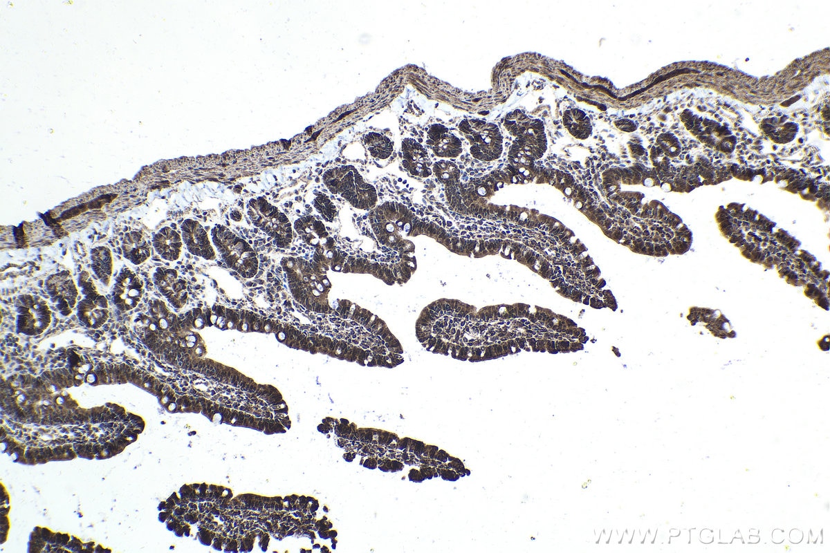 Immunohistochemical analysis of paraffin-embedded rat small intestine tissue slide using KHC1702 (NR1H3 IHC Kit).