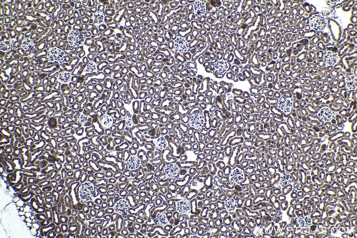 Immunohistochemical analysis of paraffin-embedded mouse kidney tissue slide using KHC1702 (NR1H3 IHC Kit).