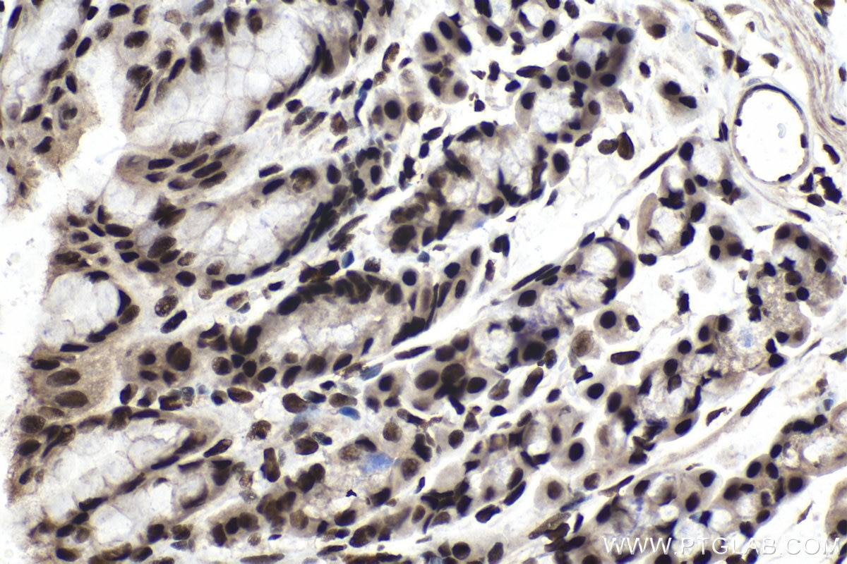 Immunohistochemical analysis of paraffin-embedded rat stomach tissue slide using KHC1507 (NR3C1 IHC Kit).