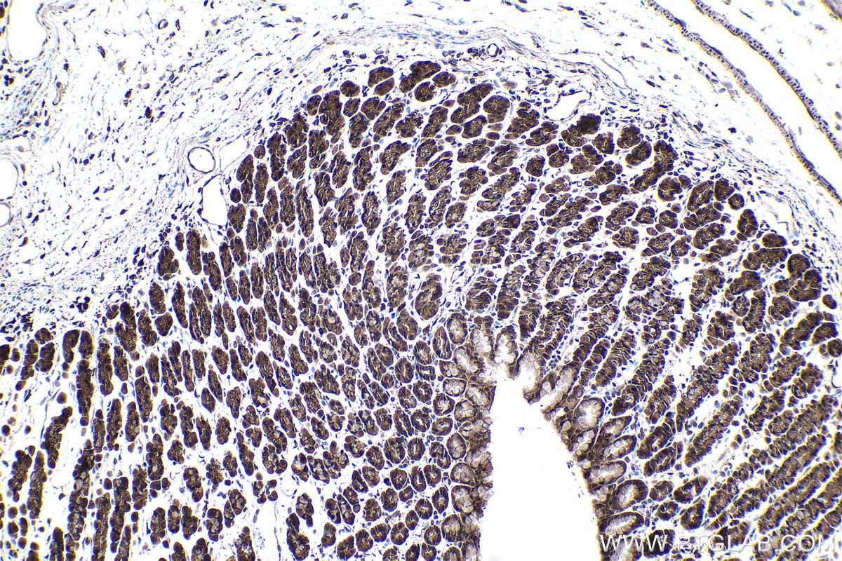 Immunohistochemical analysis of paraffin-embedded rat stomach tissue slide using KHC1514 (NR3C2 IHC Kit).