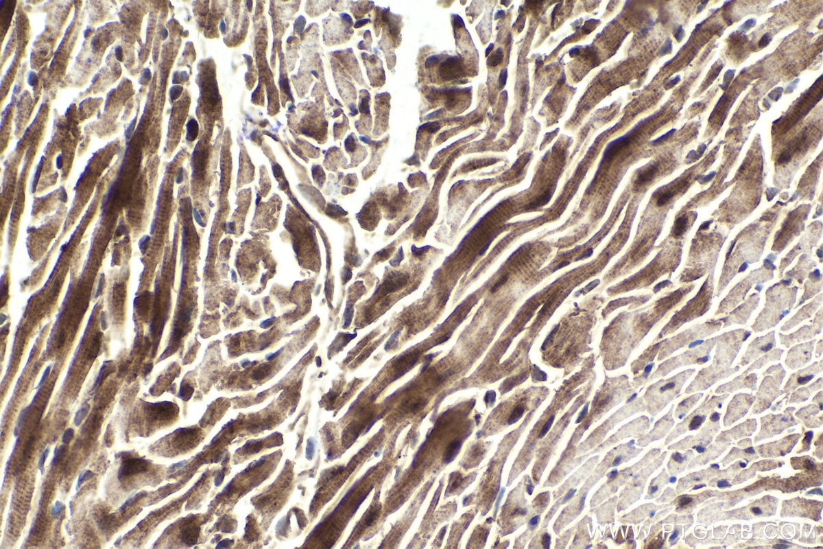 Immunohistochemical analysis of paraffin-embedded mouse heart tissue slide using KHC1871 (NRBF2 IHC Kit).