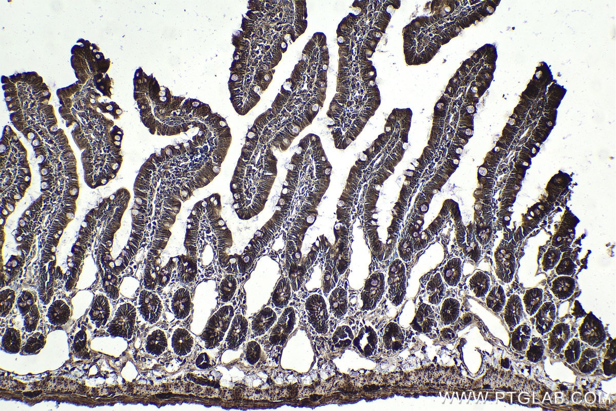 Immunohistochemical analysis of paraffin-embedded rat small intestine tissue slide using KHC1871 (NRBF2 IHC Kit).