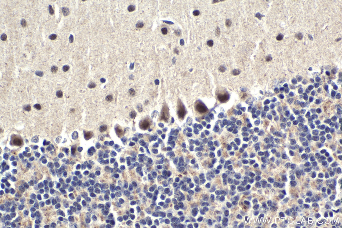 Immunohistochemical analysis of paraffin-embedded mouse cerebellum tissue slide using KHC1763 (NRF1 IHC Kit).