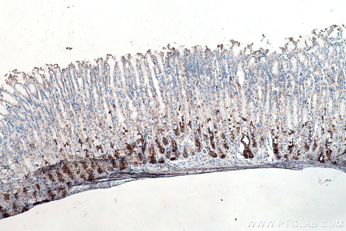 Immunohistochemical analysis of paraffin-embedded rat stomach tissue slide using KHC0173 (NSUN6 IHC Kit).