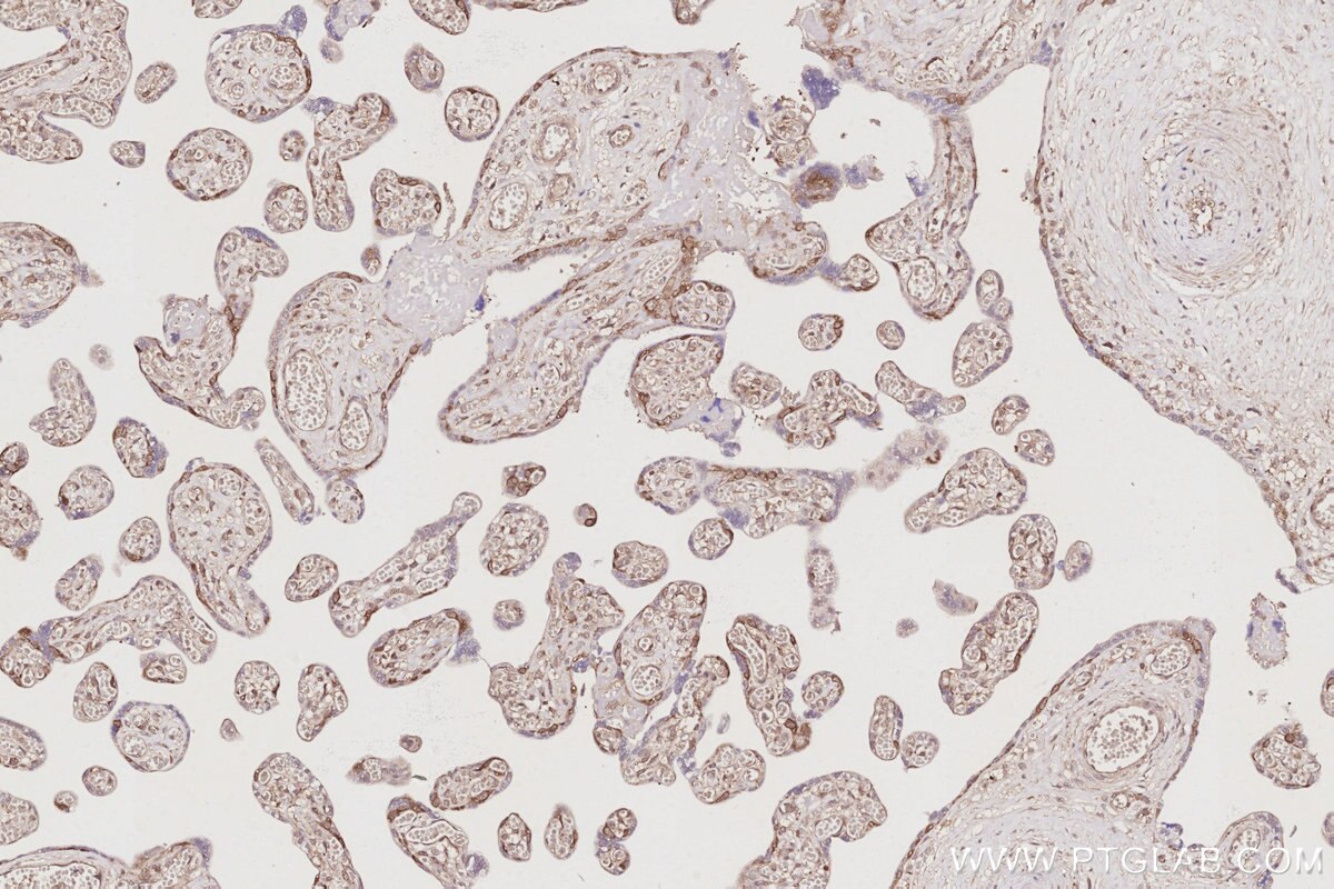Immunohistochemical analysis of paraffin-embedded human placenta tissue slide using KHC3052 (NUDC IHC Kit).