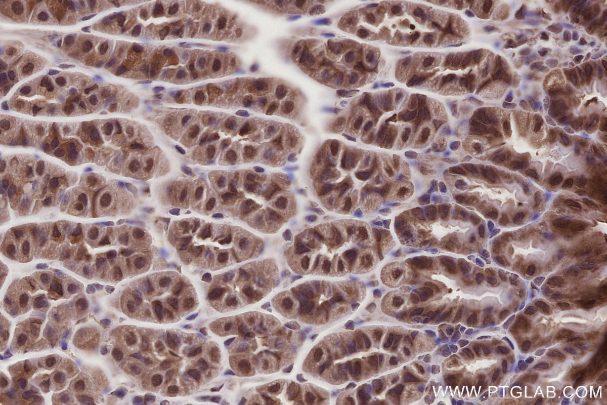 Immunohistochemical analysis of paraffin-embedded mouse stomach tissue slide using KHC2786 (NUDT16 IHC Kit).