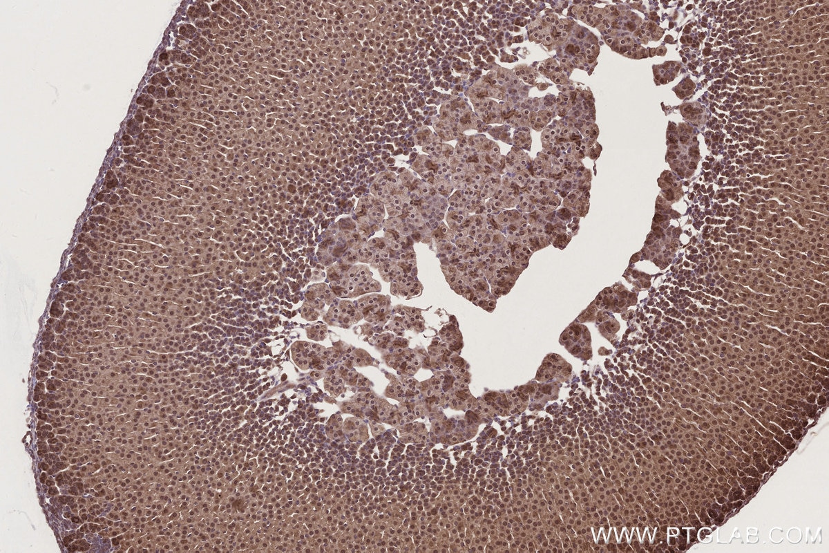 Immunohistochemical analysis of paraffin-embedded mouse adrenal gland tissue slide using KHC2786 (NUDT16 IHC Kit).
