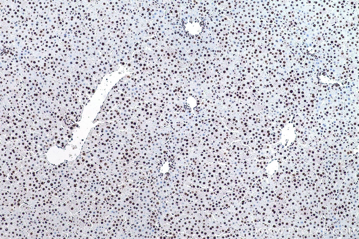 Immunohistochemical analysis of paraffin-embedded rat liver tissue slide using KHC0870 (NUDT21 IHC Kit).