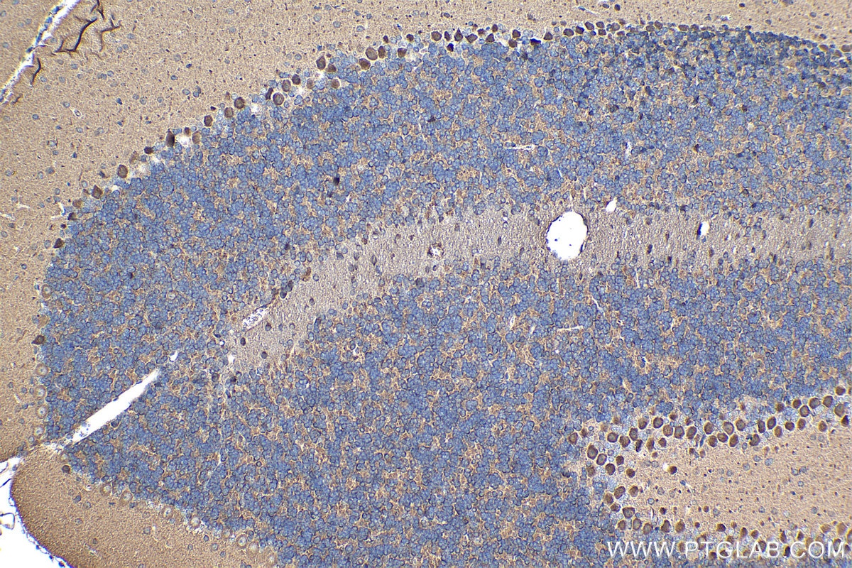 Immunohistochemical analysis of paraffin-embedded mouse cerebellum tissue slide using KHC1269 (NUMBL IHC Kit).