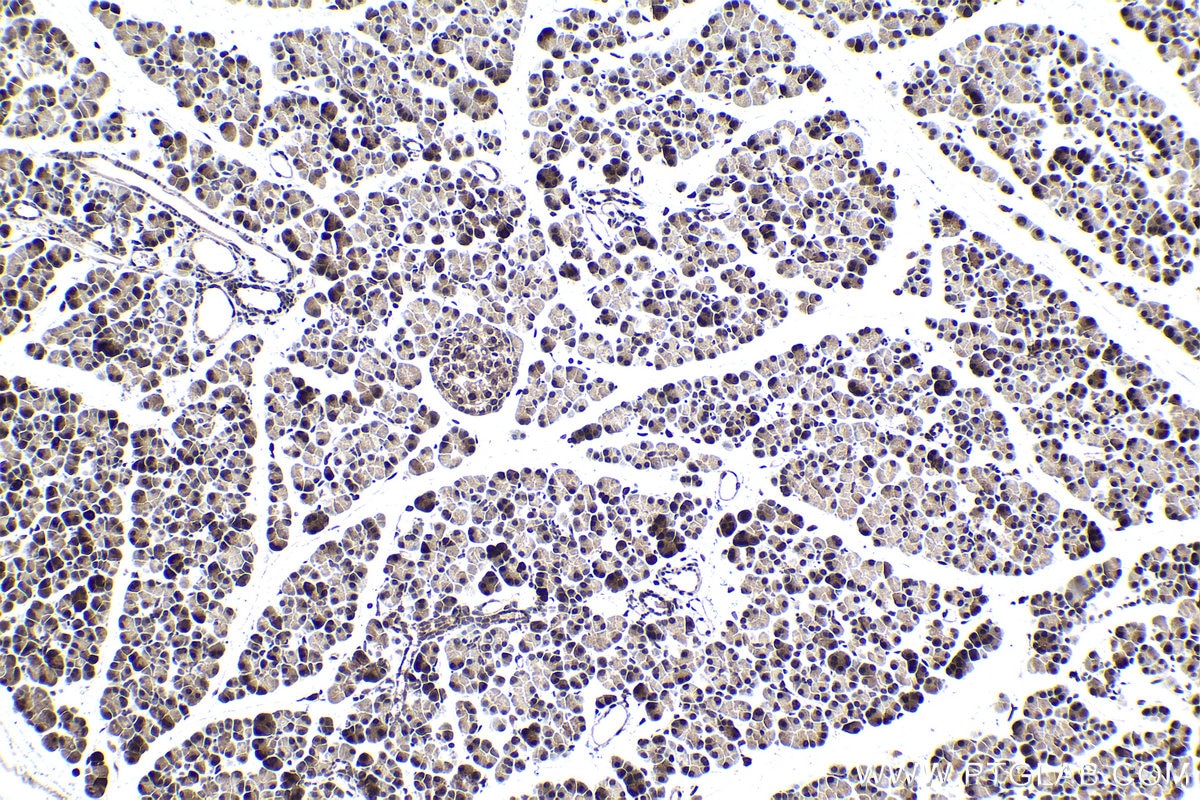 Immunohistochemical analysis of paraffin-embedded rat pancreas tissue slide using KHC1466 (NUPR1 IHC Kit).